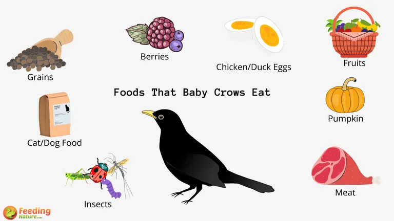 What Do Baby Crows Eat
