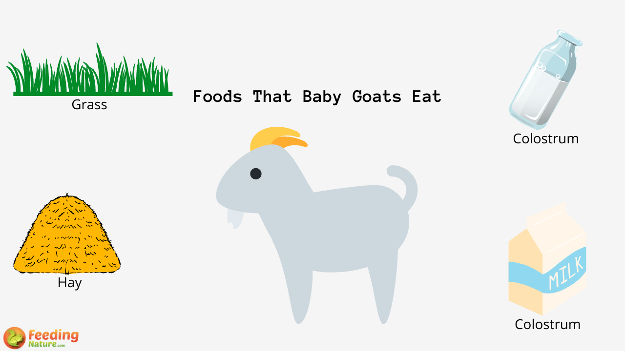 What Do Baby Goats Eat