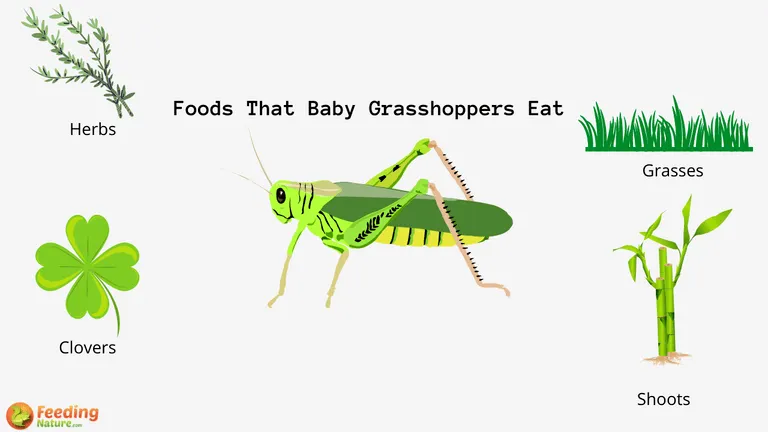What Do Baby Grasshoppers Eat