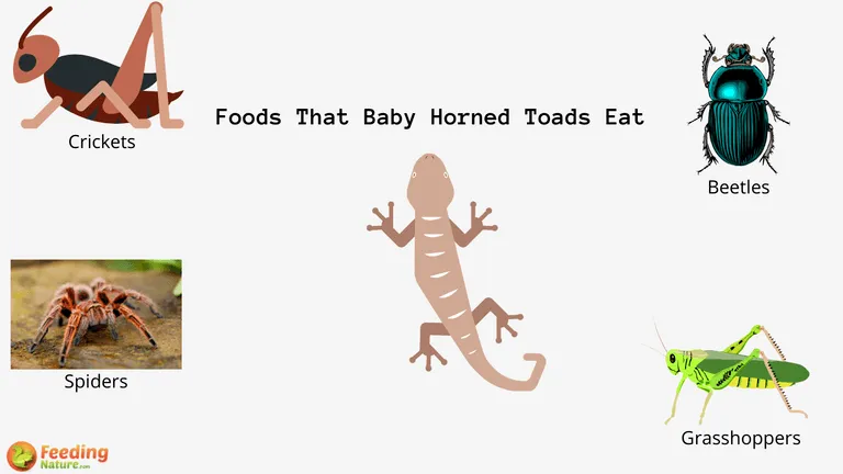 What Do Baby Horned Toads Eat
