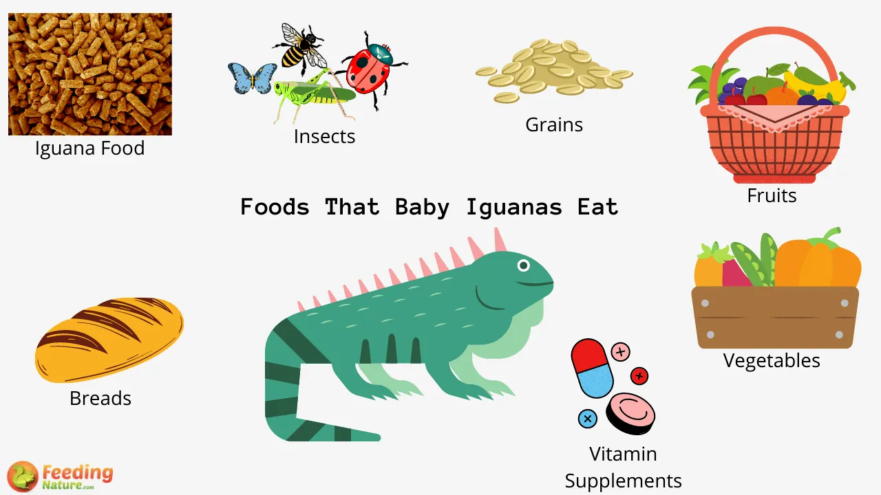 What Do Baby Iguanas Eat? Feeding Nature