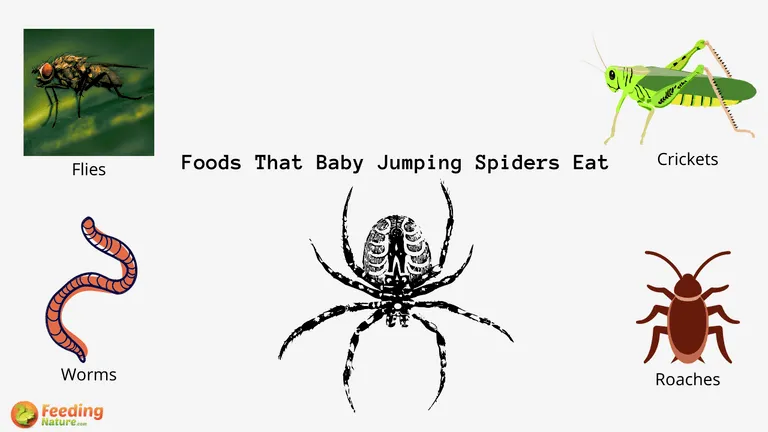 What Do Baby Jumping Spiders Eat