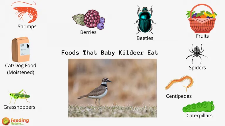 What Do Baby Killdeer Eat