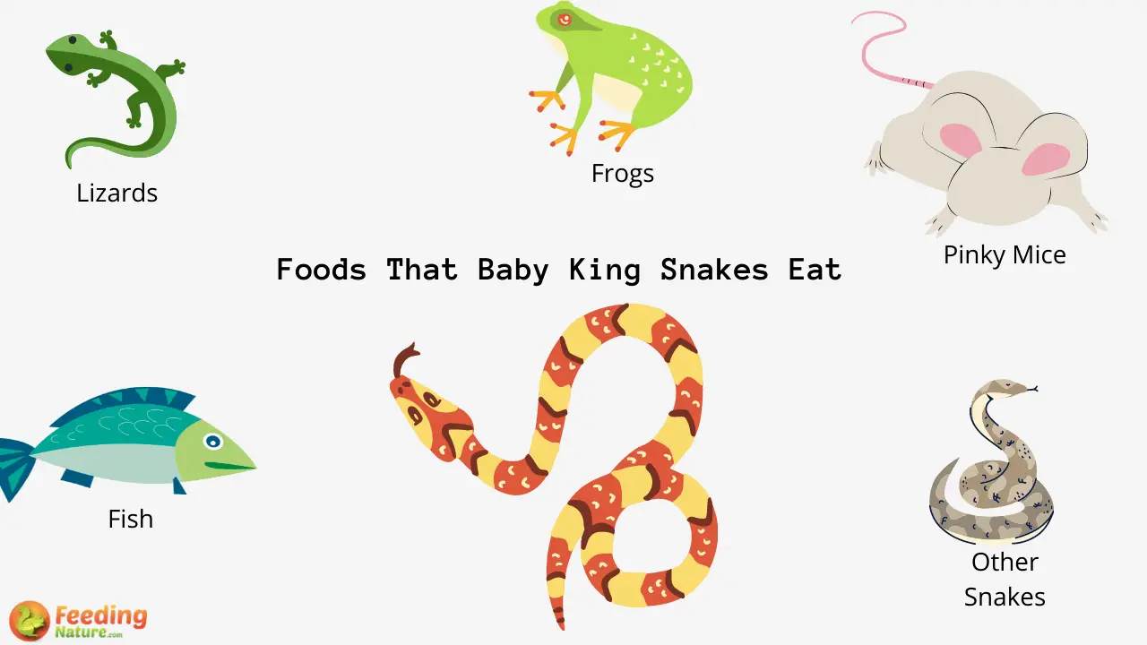 What Do Baby King Snakes Eat