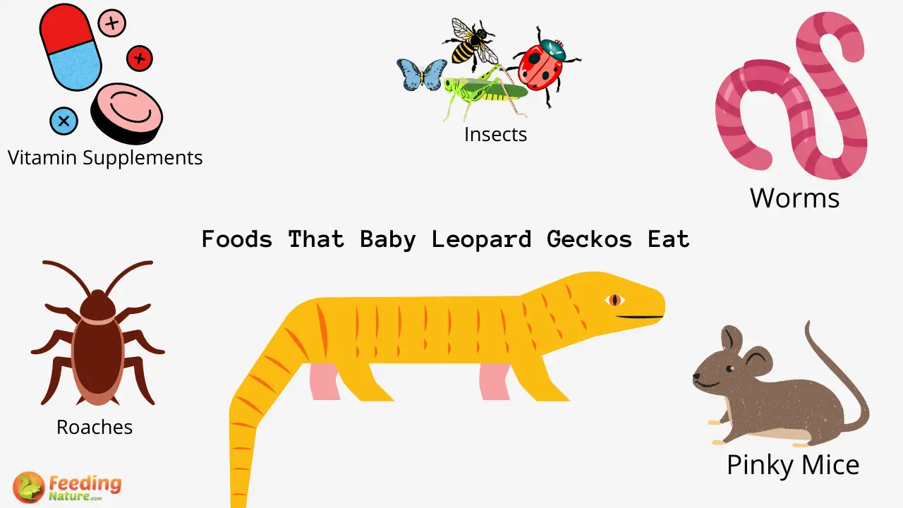 What Do Baby Leopard Geckos Eat Feeding Nature