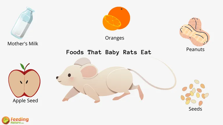 What Do Baby Rats Eat