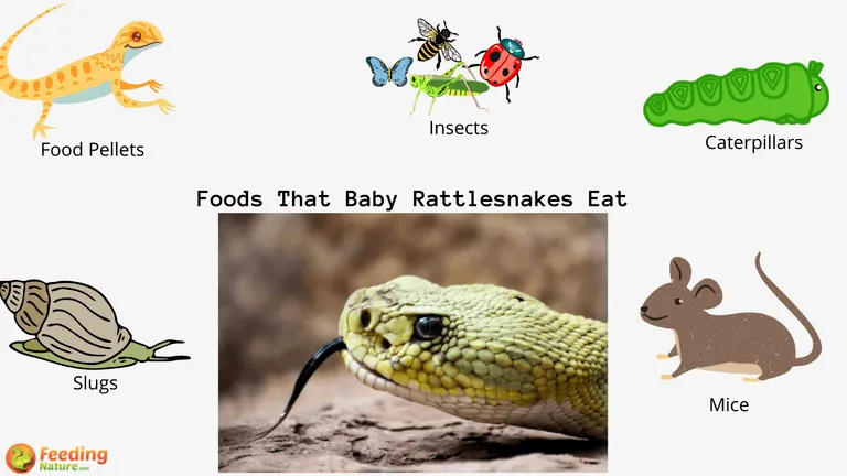 What Do Baby Rattlesnakes Eat
