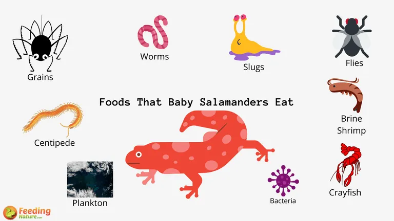 What Do Baby Salamanders Eat