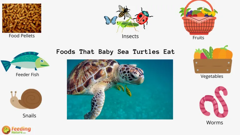 What Do Baby Sea Turtles Eat