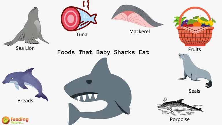 What Do Baby Sharks Eat