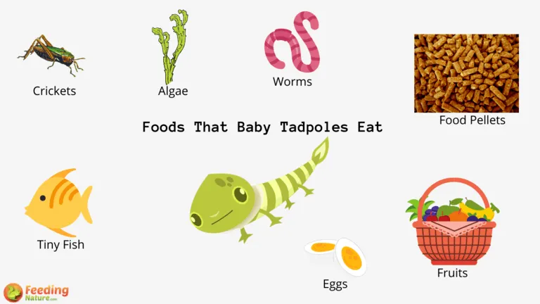 What do Baby Tadpoles Eat