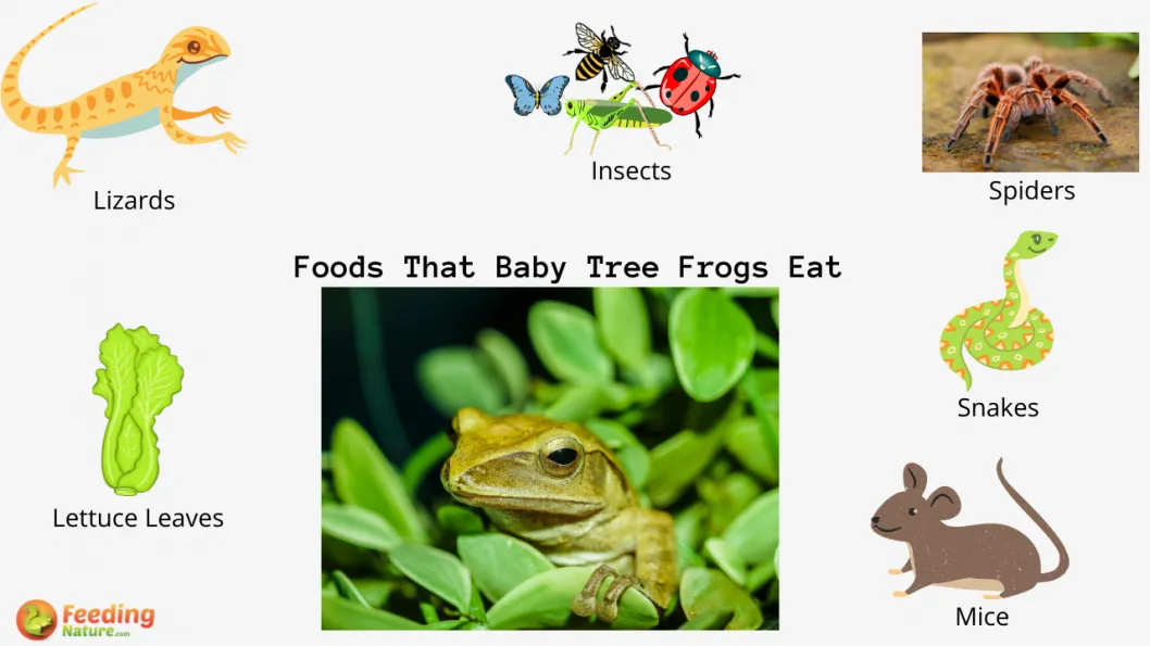 What Do Baby Tree Frogs Eat? - Feeding Nature