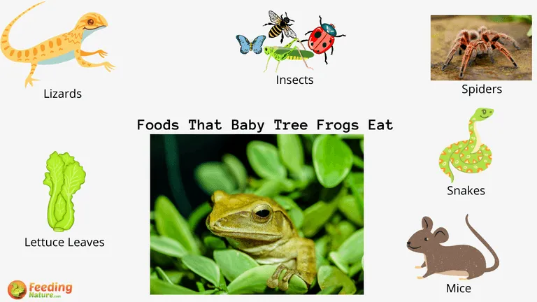What do Baby Tree Frogs Eat