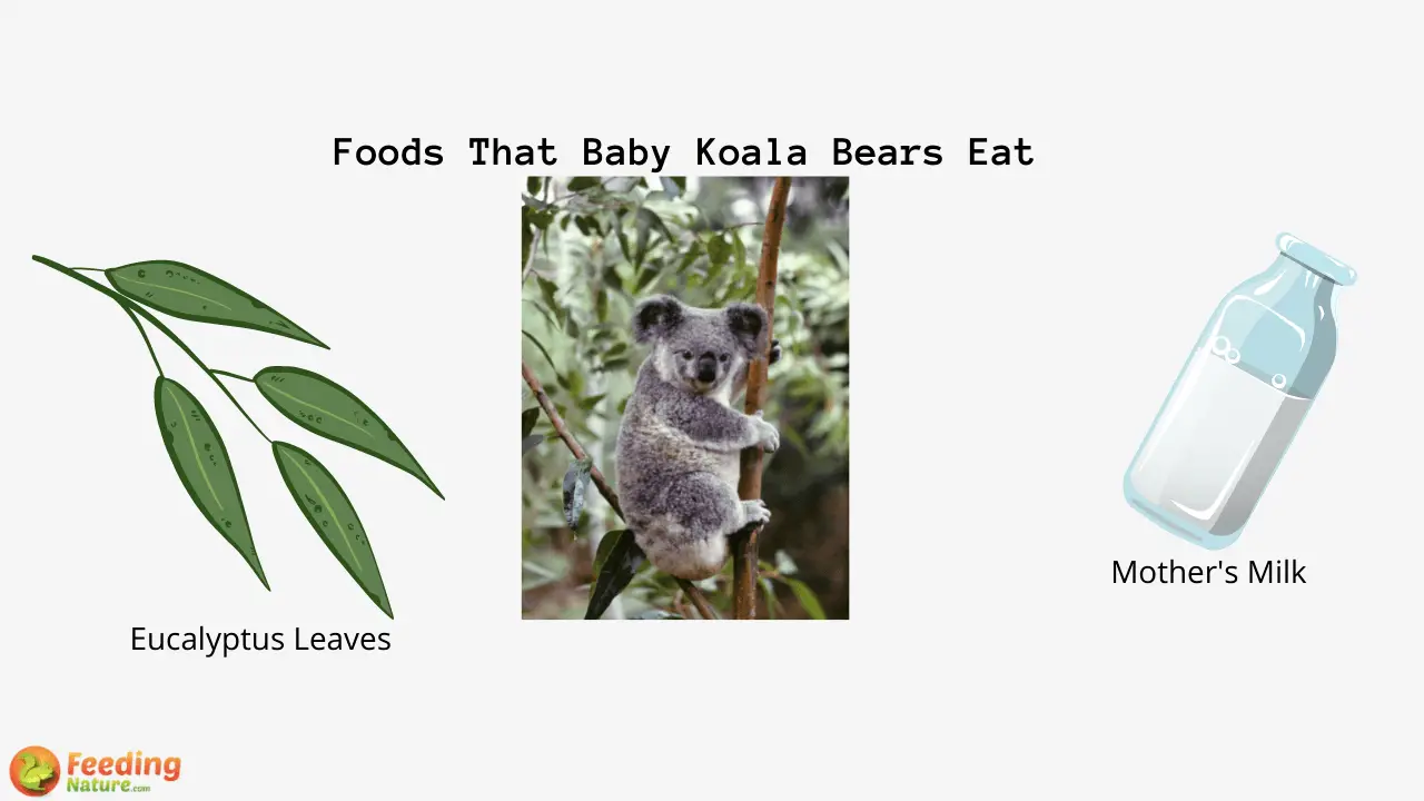 What do baby Koala bears eat