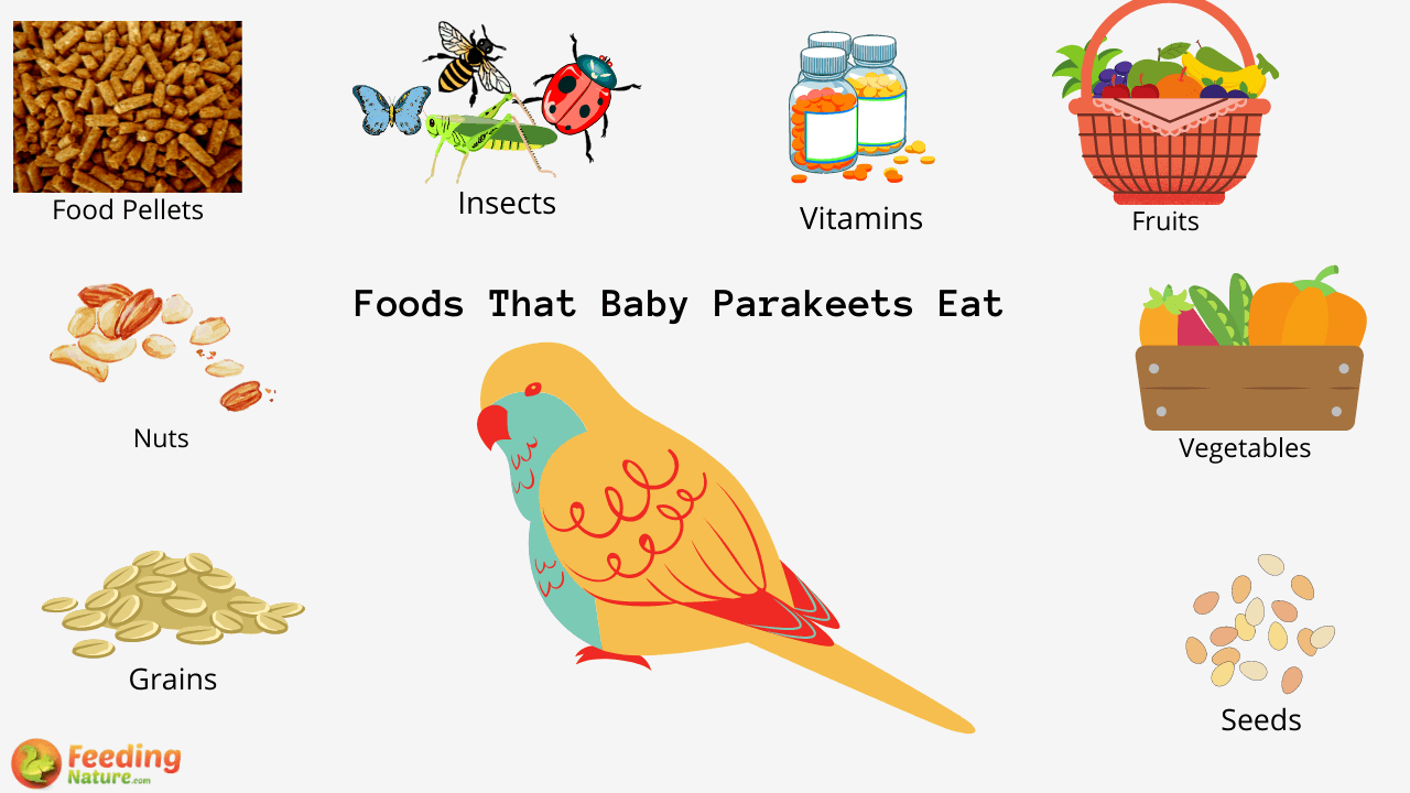 what Do Baby Parakeets Eat