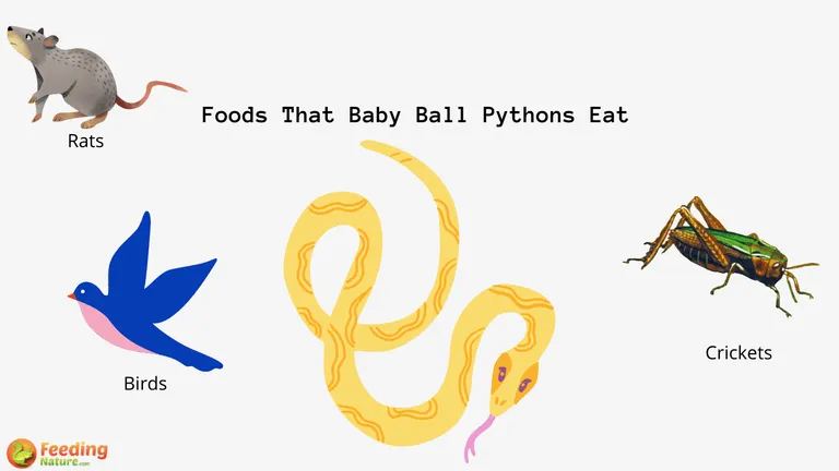 What Do Baby Ball Pythons Eat