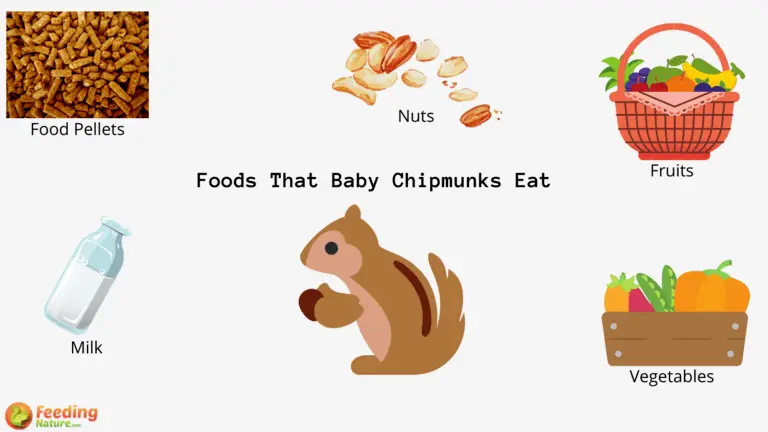What Do Baby Chipmunks Eat