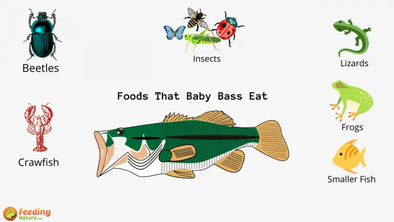 What Do Baby Bass Eat?