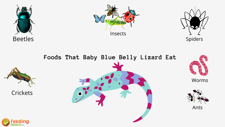 What Do Baby Blue Belly Lizards Eat