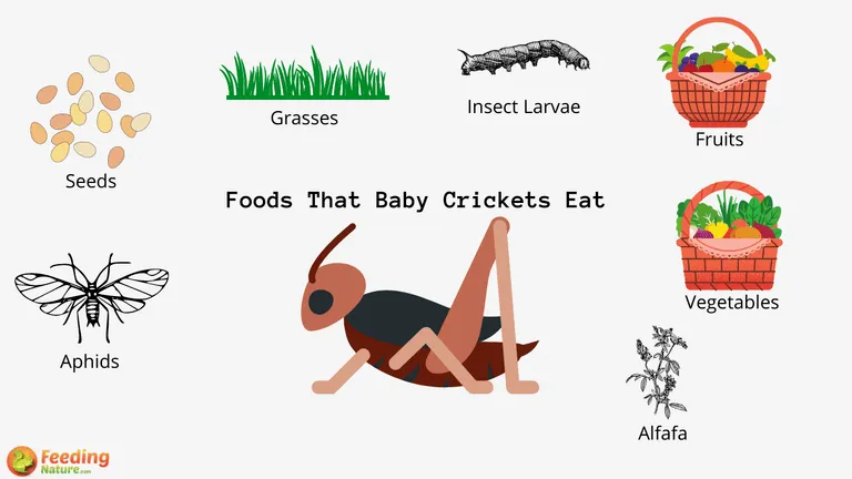 What Do Baby Crickets Eat