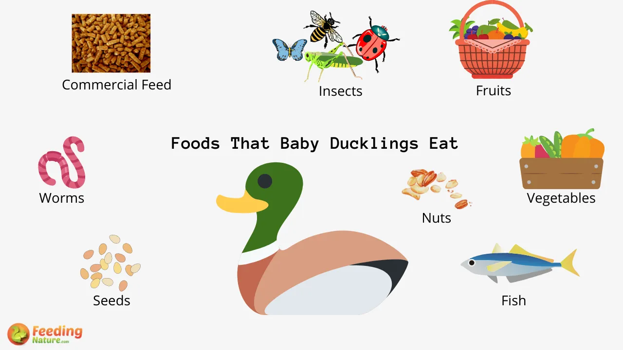 What Do Baby Ducklings Eat