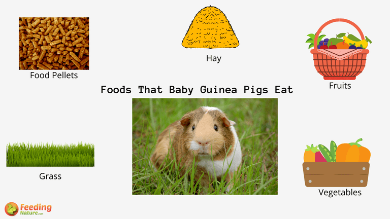 What Do Baby Guinea Pigs Eat