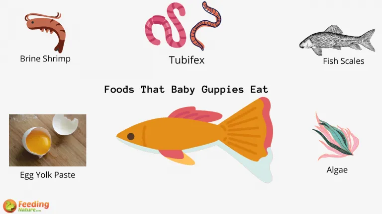 What Do Baby Guppies Eat