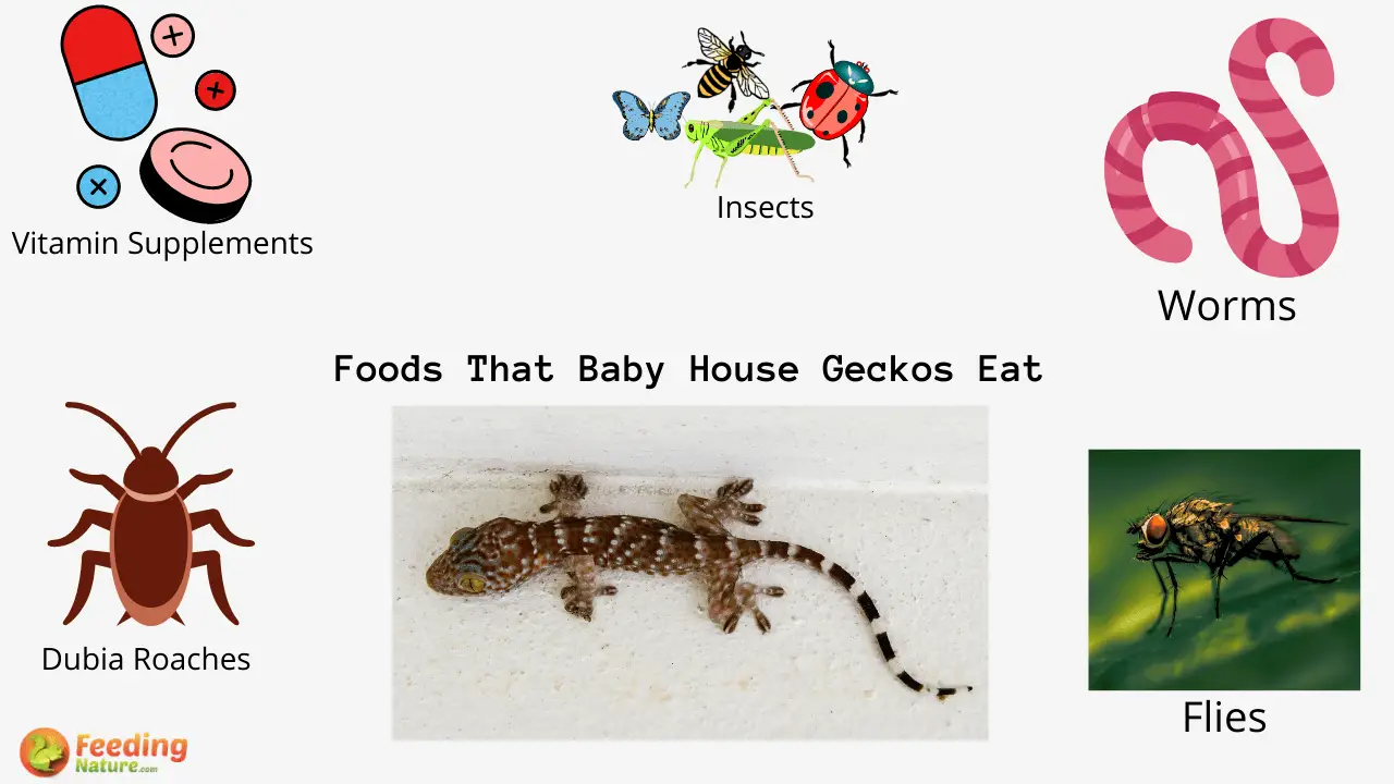 What Do Baby House Geckos Eat