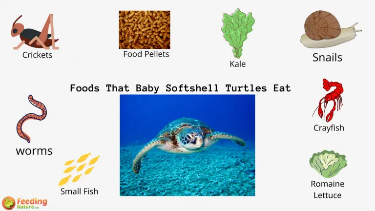 What Do Baby Softshell Turtles Eat