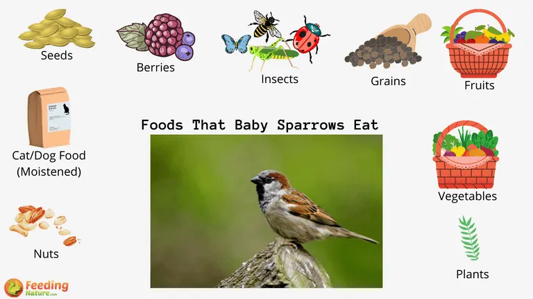 What Do Baby Sparrows Eat