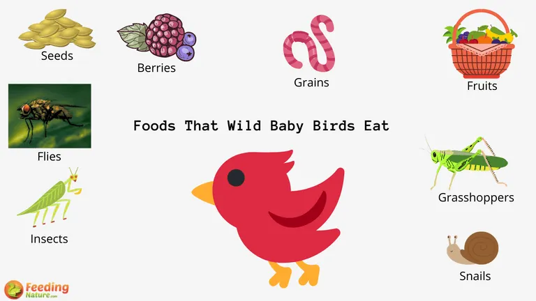 What Do Wild Baby Birds Eat