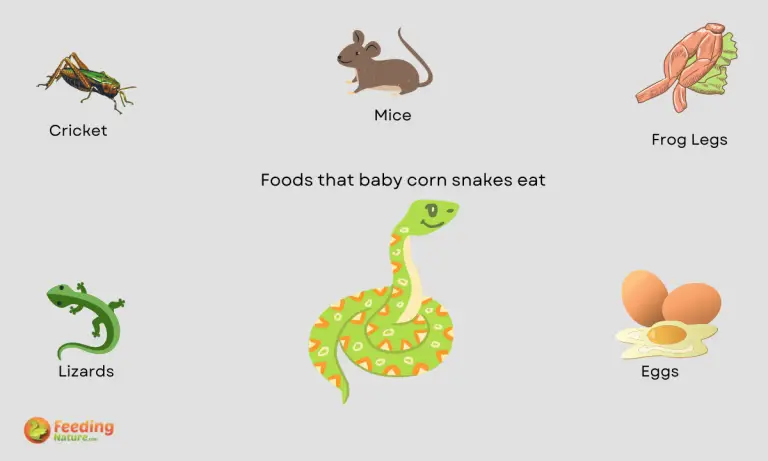 what do baby corn snakes eat