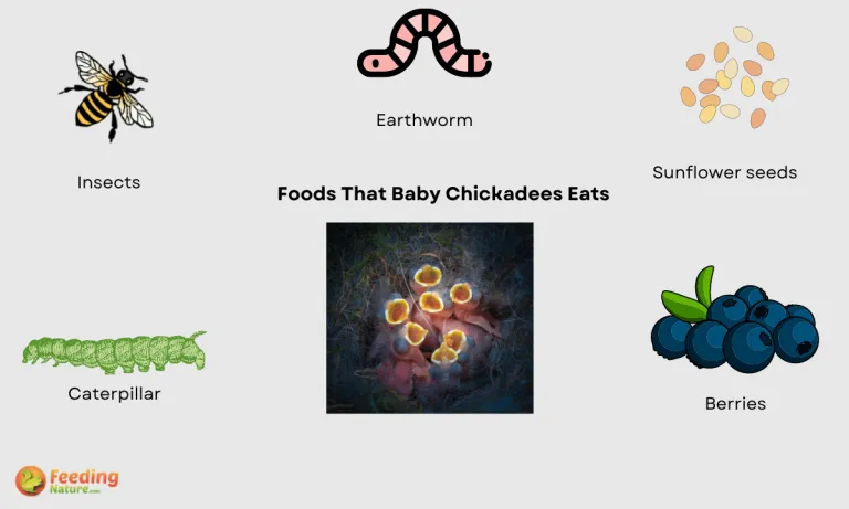 what do baby chickadees eat