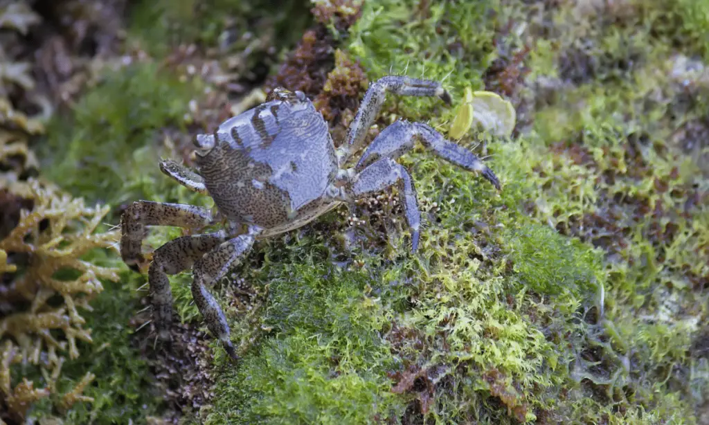 What Do Baby Crabs Eat? Feeding Nature
