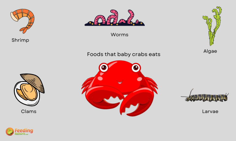 what do baby crabs eat