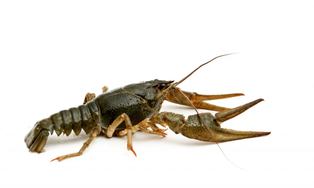 What Do Baby Crayfish Eat? Feeding Nature