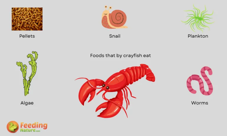 what do baby crayfish eat