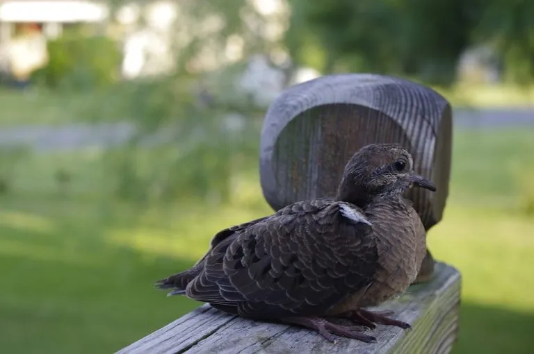 what-do-baby-doves-eat-feeding-nature