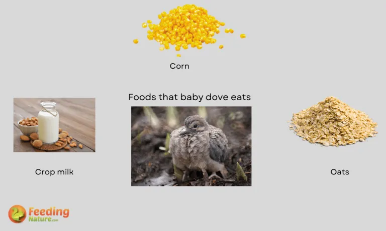 what do baby doves eat