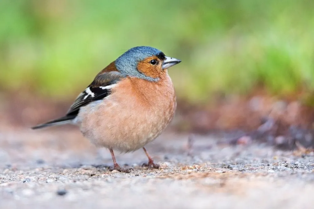 what-do-baby-finches-eat-feeding-nature