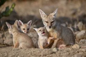 what do baby foxes eat