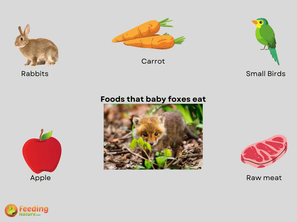 What Do Baby Foxes Eat? Feeding Nature