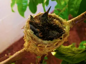 what do baby hummingbirds eat