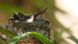 what do baby hummingbirds eat