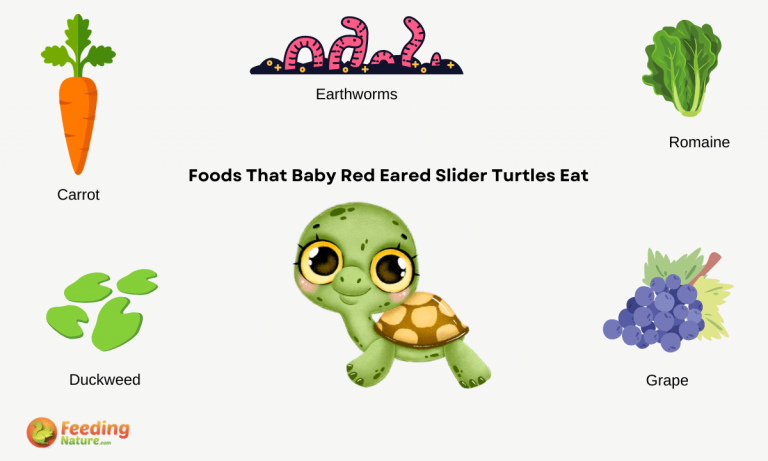 what do baby red eared slider turtles eat