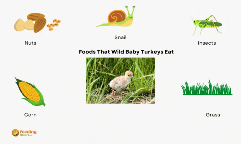 what do wild baby turkeys eat
