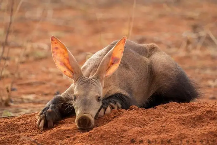 Do aardvarks eat ants?