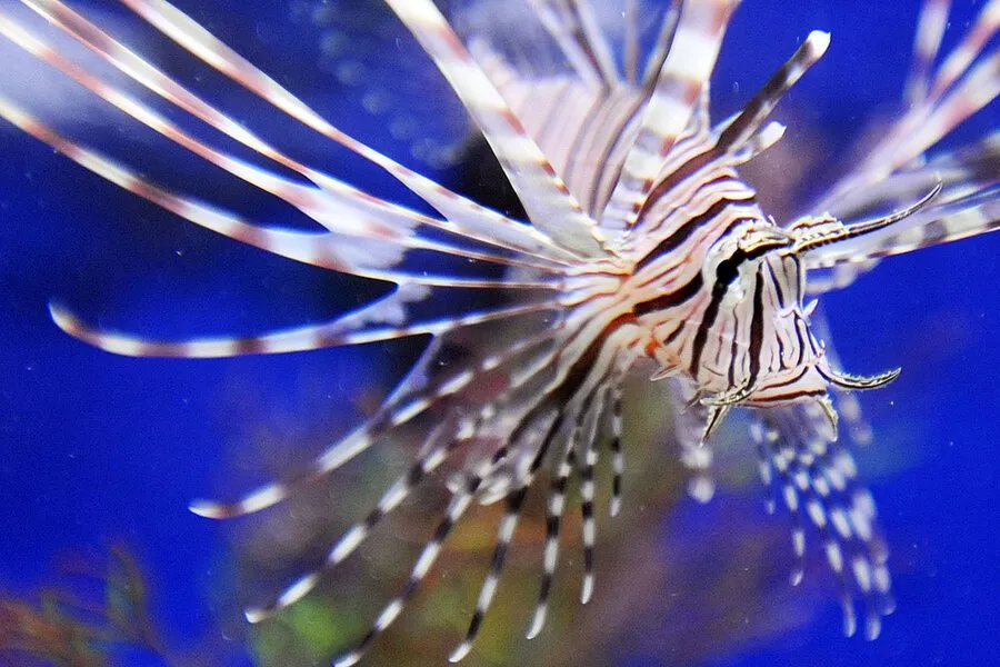 What do lionfish eat in captivity?