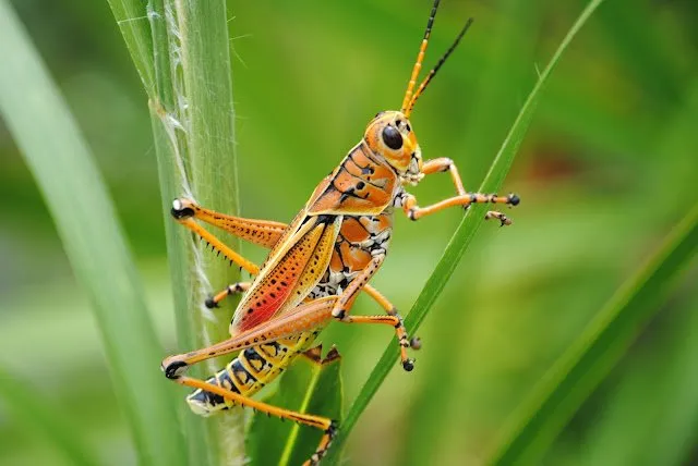 Do all grasshoppers eat plants?
