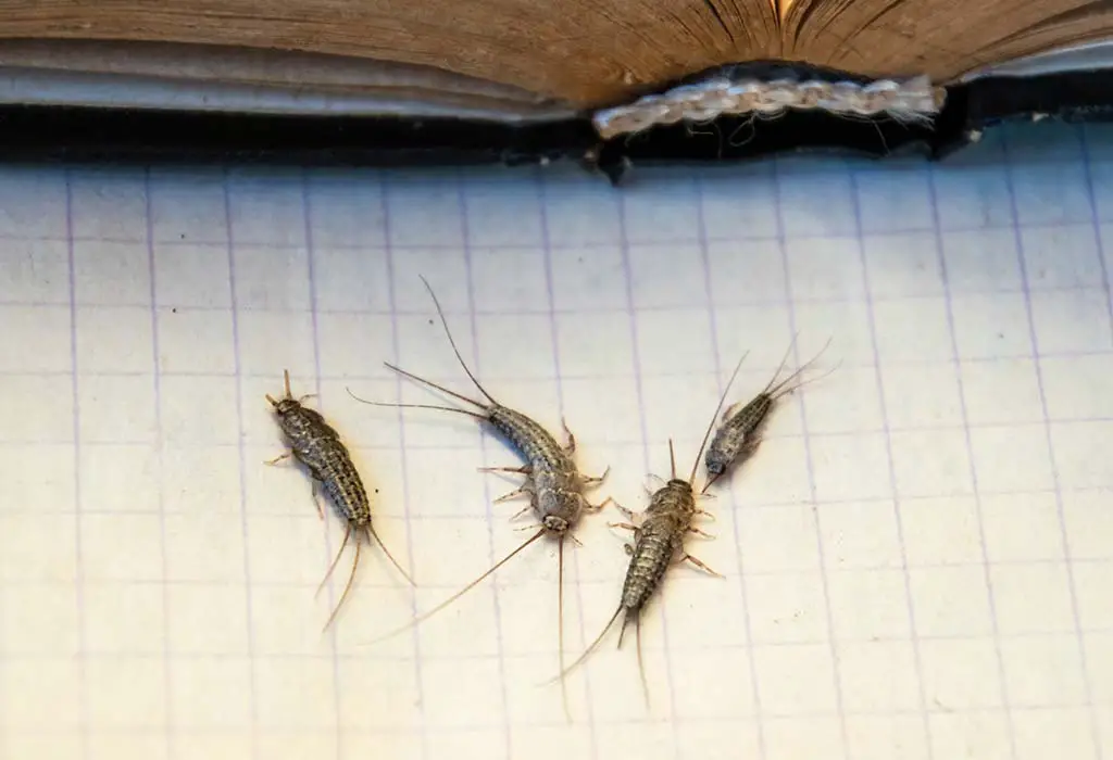 Do silverfish eat dead insects?